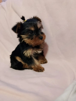 Yorkshire terrier - kép 3
