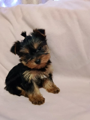 Yorkshire terrier - kép 4