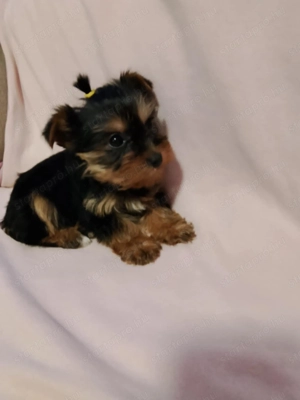 Yorkshire terrier - kép 2