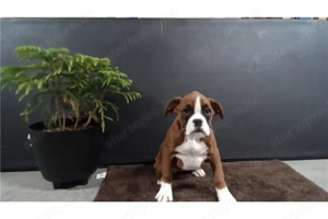 Nőstény boxer kiskutya - kép 4