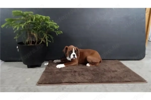 Nőstény boxer kiskutya - kép 5