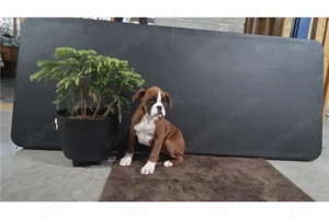 Nőstény boxer kiskutya - kép 2