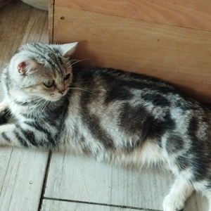 Brit cicusok - kép 4