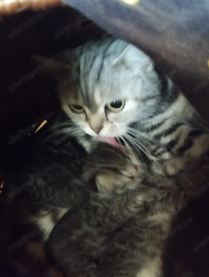 Brit cicusok - kép 3