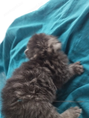 Brit cicusok - kép 5