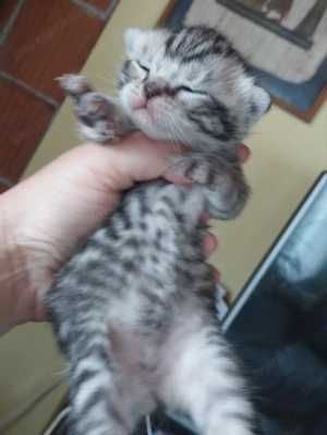 Brit cicusok - kép 2