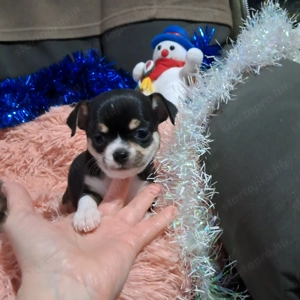 Tündéri csivava kisfiú - kép 2