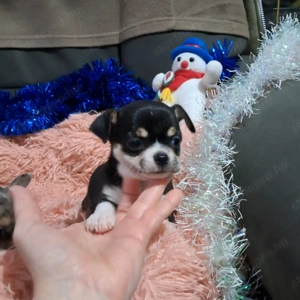 Tündéri csivava kisfiú - kép 3