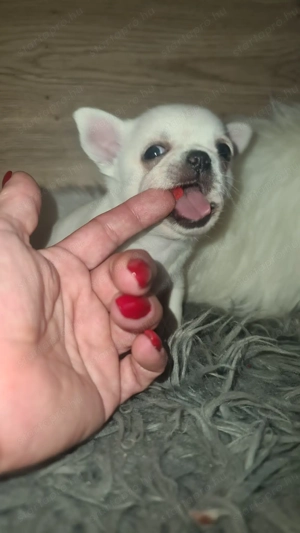 Tüneményes kéthónapos csivava kislány  eladó. - kép 2