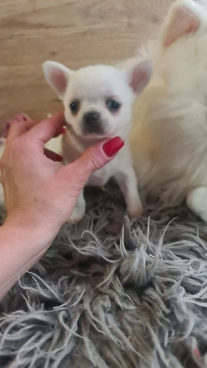 Tüneményes kéthónapos csivava kislány  eladó. - kép 4