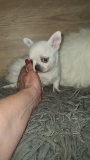 Tüneményes kéthónapos csivava kislány  eladó. - kép 3