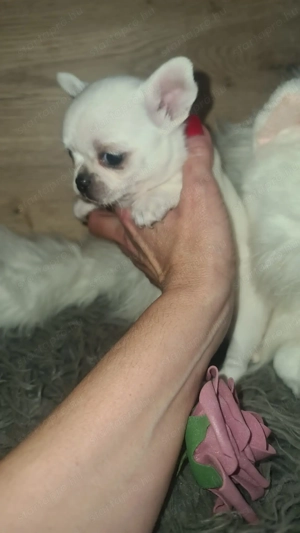 Tüneményes kéthónapos csivava kislány  eladó. - kép 5