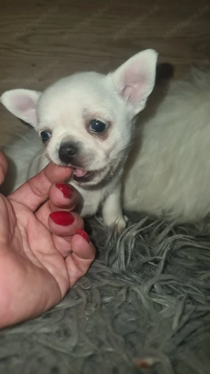 Tüneményes kéthónapos csivava kislány  eladó. - kép 6