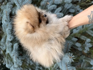 Pomerániai törpe spitz - kép 2