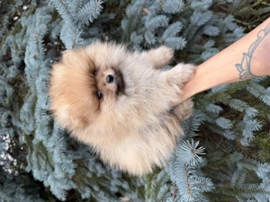 Pomerániai törpe spitz - kép 3