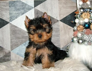 Yorkshire terrier pici méretű, minőségi babák - kép 3