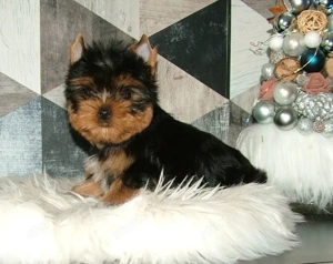 Yorkshire terrier pici méretű, minőségi babák - kép 2