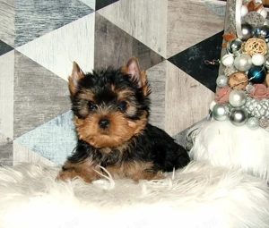 Yorkshire terrier pici méretű, minőségi babák - kép 4