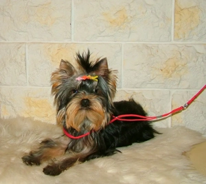 Picike méretű Yorkshire Terrier babák eladók! - kép 4