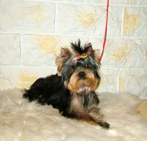 Picike méretű Yorkshire Terrier babák eladók! - kép 2