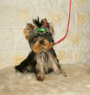 Picike méretű Yorkshire Terrier babák eladók!