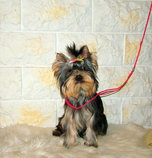 Picike méretű Yorkshire Terrier babák eladók! - kép 3