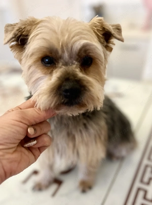 Yorkie szuka eladó !