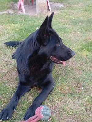 Német juhász fajtatiszta kutya eladó németjuhász  - kép 2