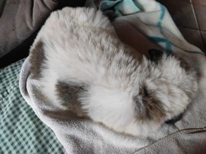 Közép-ázsiai juhászkutya kiskutya - kép 3