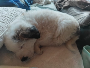 Közép-ázsiai juhászkutya kiskutya - kép 4