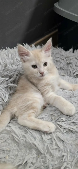 Maine Coon kiscica Szerető Otthont keres!
