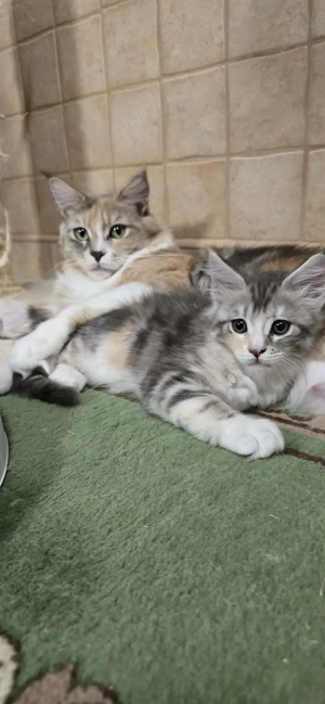 Maine Coon kiscicák Szerető Otthont keres!