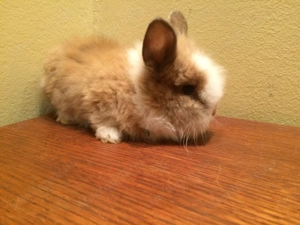 Oroszlánfejű törpenyúl kisnyúl - kép 2