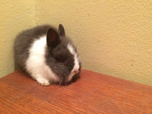 Oroszlánfejű törpenyúl kisnyúl - kép 3