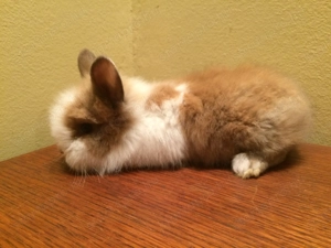 Oroszlánfejű törpenyúl kisnyúl - kép 4