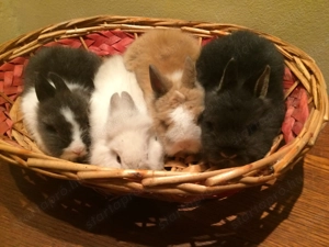 Oroszlánfejű törpenyúl kisnyúl - kép 5