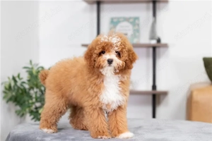 Uszkár kiskutya - kép 2