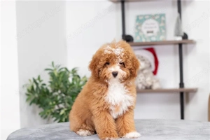 Uszkár kiskutya - kép 3