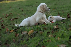 Golden Retriever Kiskutya