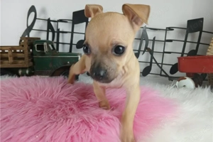 Csivava kutya fajtiszta