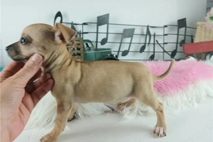 Csivava kutya fajtiszta - kép 2