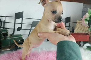 Csivava kutya fajtiszta - kép 3