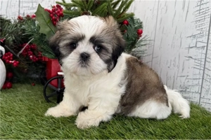 Shih tzu kiskutya - kép 2