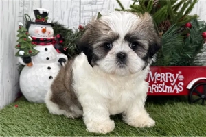 Shih tzu kiskutya