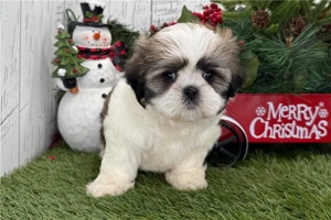 Shih tzu kiskutya - kép 3