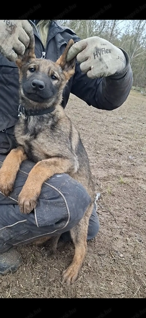 Német juhász belga mali mix kan kölyök kiskutya eládó - kép 2