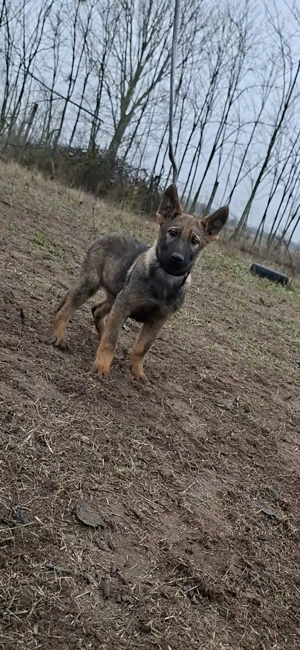 Német juhász belga mali mix kan kölyök kiskutya eládó