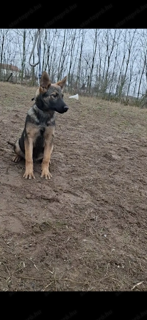 Német juhász belga mali mix szuka kólyök kiskutya eladó - kép 2