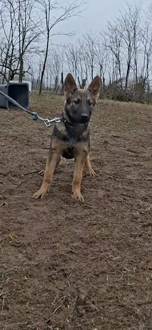 Német juhász belga mali mix szuka kólyök kiskutya eladó