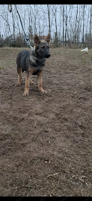 Német juhász belga mali mix szuka kólyök kiskutya eladó - kép 3